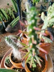 Austrocylindropuntia subulata