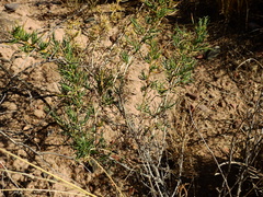 Senecio subulatus erectus