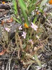 Drosera filiformis