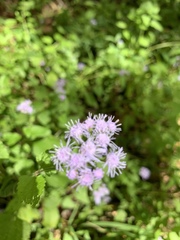 Conoclinium coelestinum