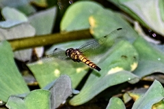 Libellulidae