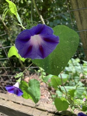 Ipomoea purpurea