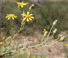 Othonna leptodactyla