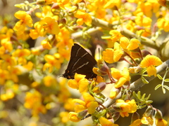 Atlides thargelia
