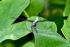 Libellulidae
