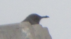 Toxostoma curvirostre