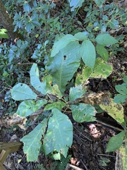 Magnolia macrophylla