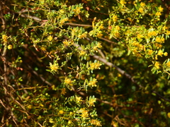 Larrea nitida