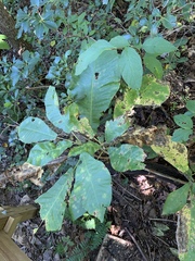 Magnolia macrophylla