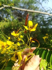 Senna polyantha