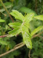 Geranium ornithopodon