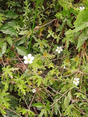 Geranium ornithopodon