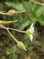 Geranium ornithopodon