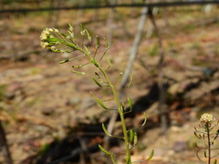 Descurainia erodiifolia