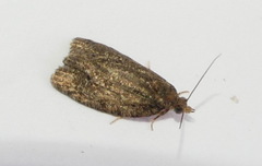 Psilocorsis quercicella