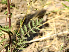 Descurainia erodiifolia
