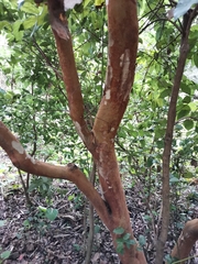 Luma apiculata