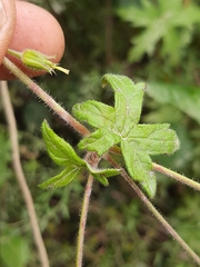 Geranium ornithopodon