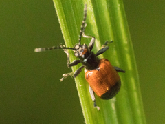 Neolema dorsalis orbignyi