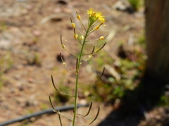 Descurainia pimpinellifolia