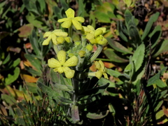 Lyperia lychnidea