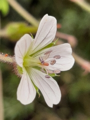 Geranium ornithopodon