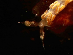 Favorinus mirabilis