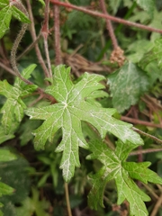 Geranium ornithopodon