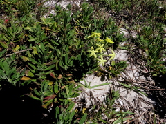 Lyperia lychnidea