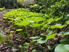 Petasites pyrenaicus