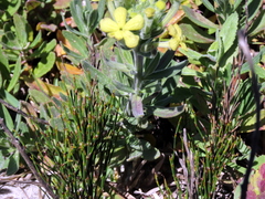 Lyperia lychnidea