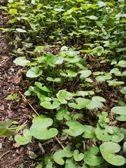 Petasites pyrenaicus