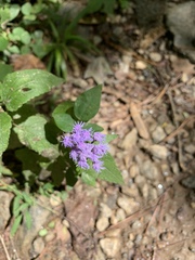 Conoclinium coelestinum