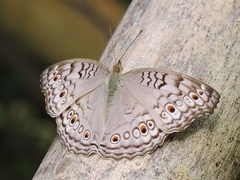Junonia atlites