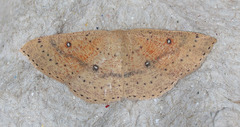 Cyclophora dataria