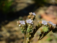 Phacelia pinnatifida