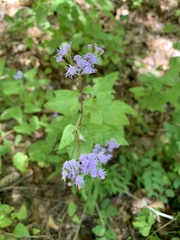 Conoclinium coelestinum