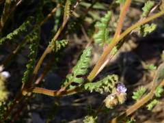 Phacelia pinnatifida