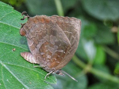 Mahathala ameria