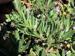 Lyperia lychnidea