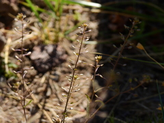 Lepidium myrianthum