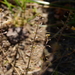 Lepidium myrianthum - Photo (c) Guillermo Debandi, algunos derechos reservados (CC BY), subido por Guillermo Debandi