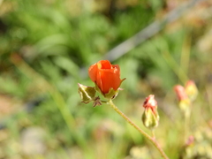 Sphaeralcea miniata