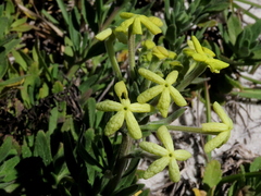 Lyperia lychnidea