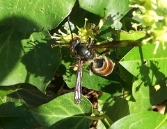 Vespa velutina