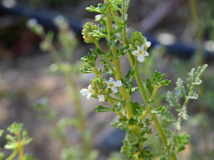 Acantholippia seriphioides