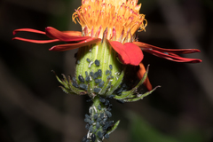 Pseudogynoxys benthamii