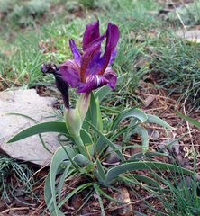 Iris timofejewii
