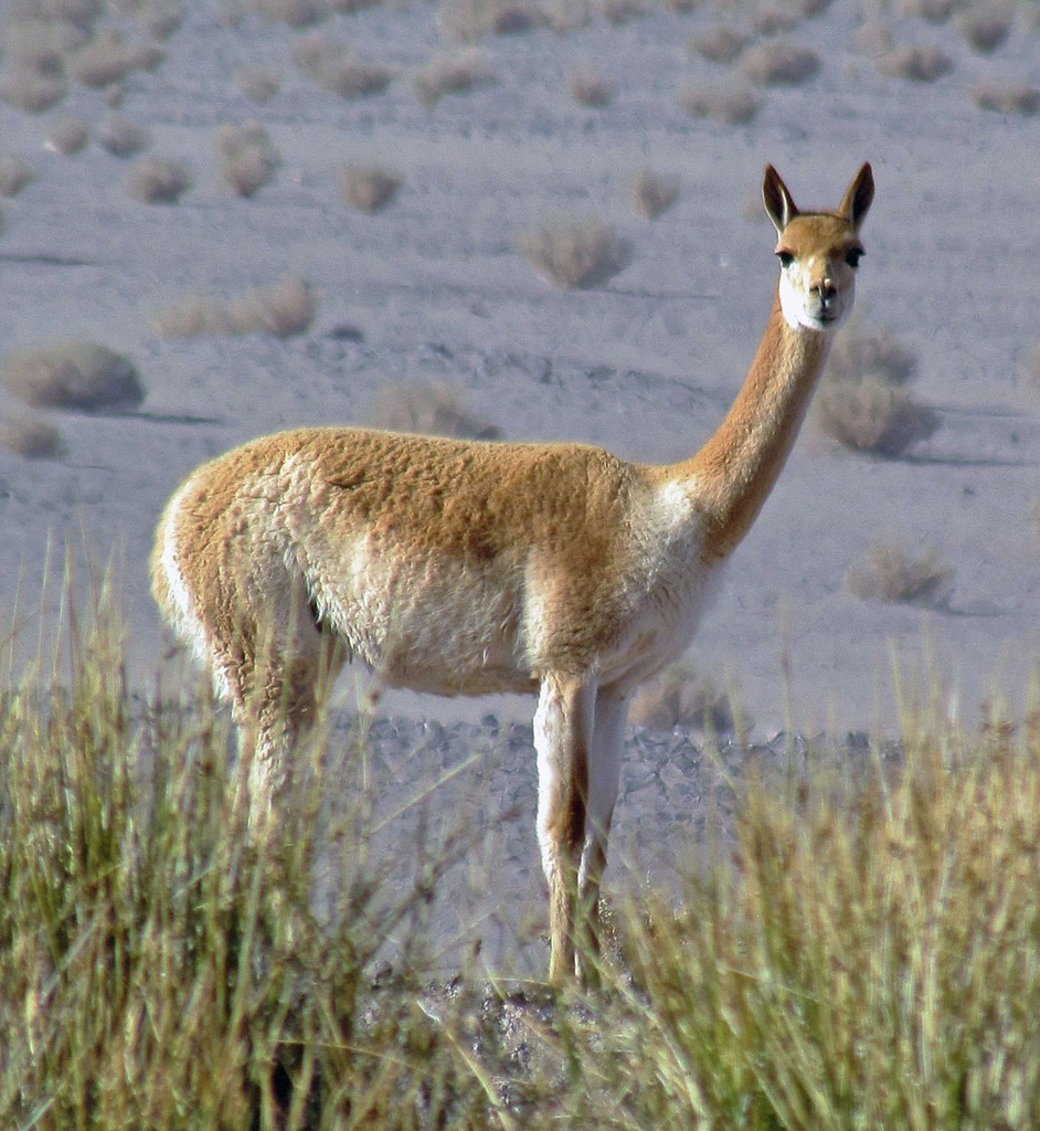 Vicuña (Lama vicugna)