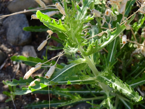 Image of Mentzelia albescens by (c) Guillermo Debandi, some rights reserved (CC BY)